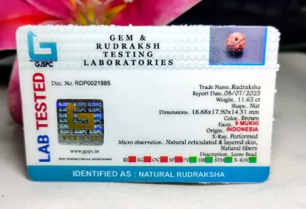 9 Mukhi Certificate