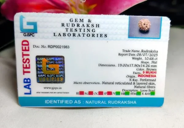 9 Mukhi Certificate