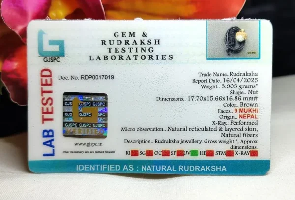 9 Mukhi Certificate