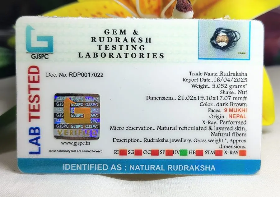 9 Mukhi Certificate