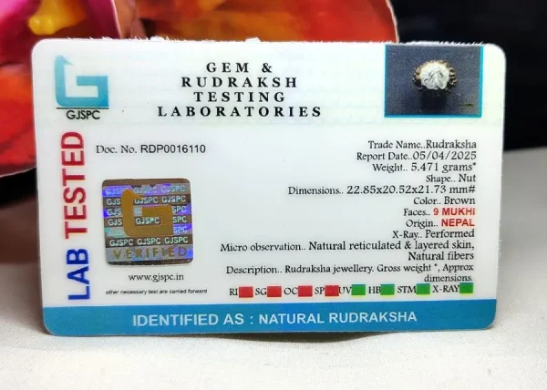 9 Mukhi Certificate