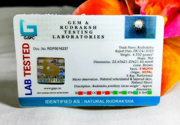 9 Mukhi Certificate