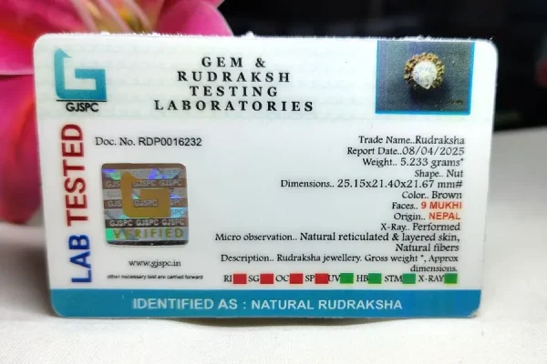 9 Mukhi Certificate