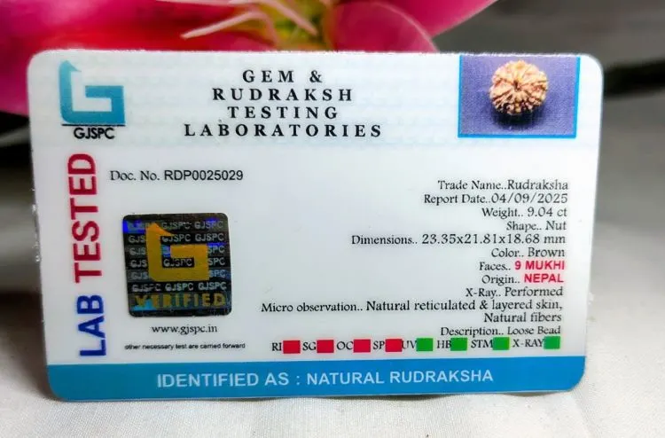 9 Mukhi Certificate