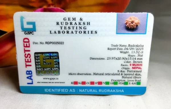 9 Mukhi Certificate