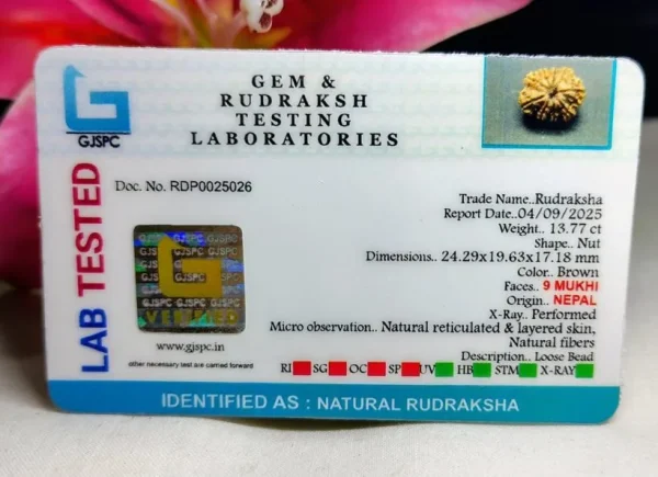 9 Mukhi Certificate