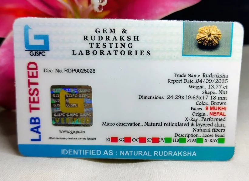 9 Mukhi Certificate