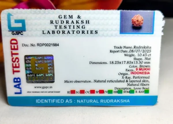 9 Mukhi Certificate