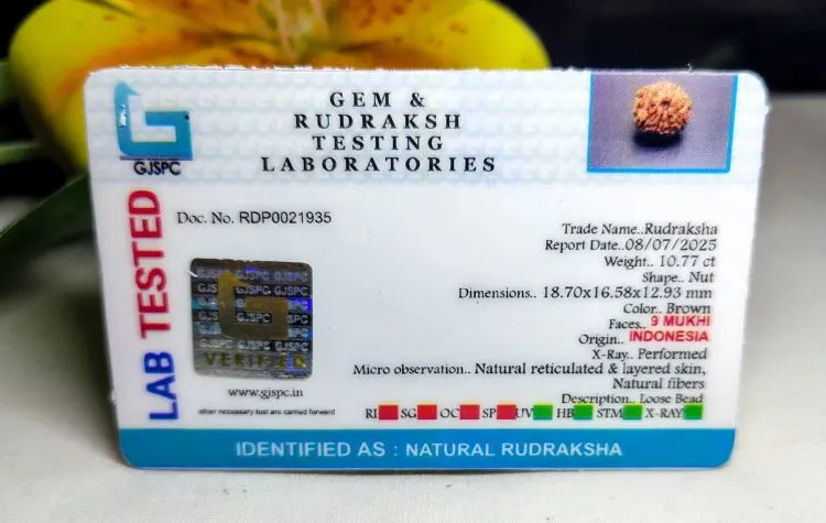 9 Mukhi Certificate