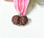 9 Mukhi Gaurishankar Rudraksha