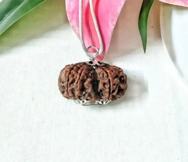 9 Mukhi Gaurishankar Rudraksha