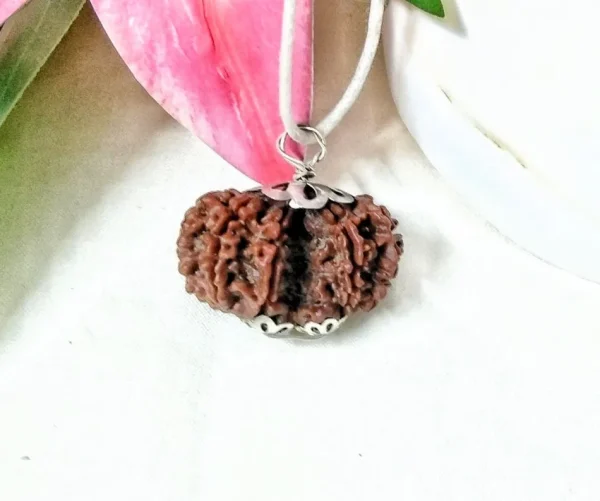 9 Mukhi Gaurishankar Rudraksha