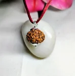 9 Mukhi Rudraksha