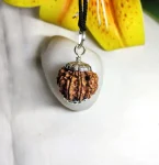 9 Mukhi Rudraksha
