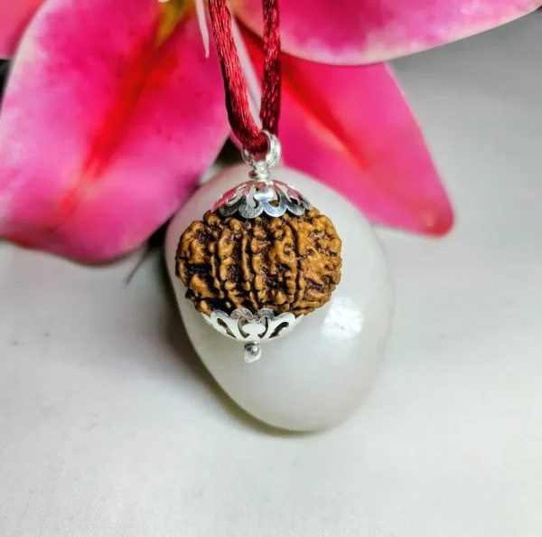 9 Mukhi Rudraksha