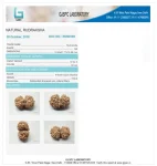 9 Mukhi Certificate