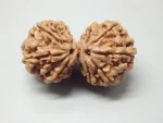 9 Mukhi Gaurishankar Rudraksha