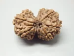 9 Mukhi Gaurishankar Rudraksha