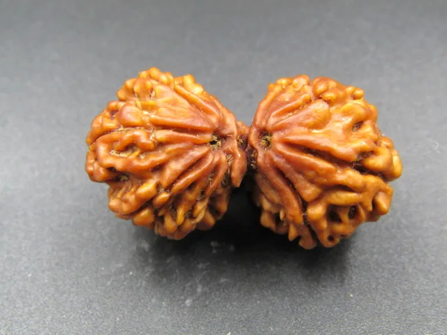 9 Mukhi Gaurishankar Rudraksha