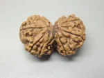 9 Mukhi Gaurishankar Rudraksha