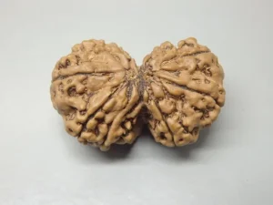 9 Mukhi Gaurishankar Rudraksha