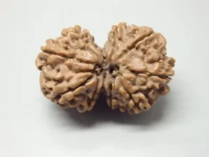9 Mukhi Gaurishankar Rudraksha