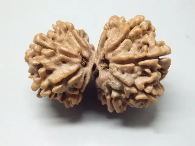 9 Mukhi Gaurishankar Rudraksha