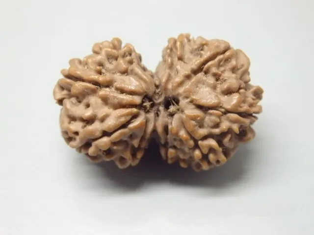 9 Mukhi Gaurishankar Rudraksha