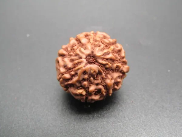 9 Mukhi Rudraksha