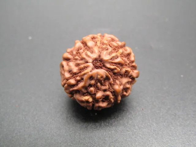 9 Mukhi Rudraksha