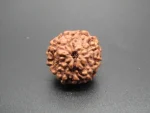 9 Mukhi Rudraksha
