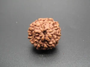 9 Mukhi Rudraksha