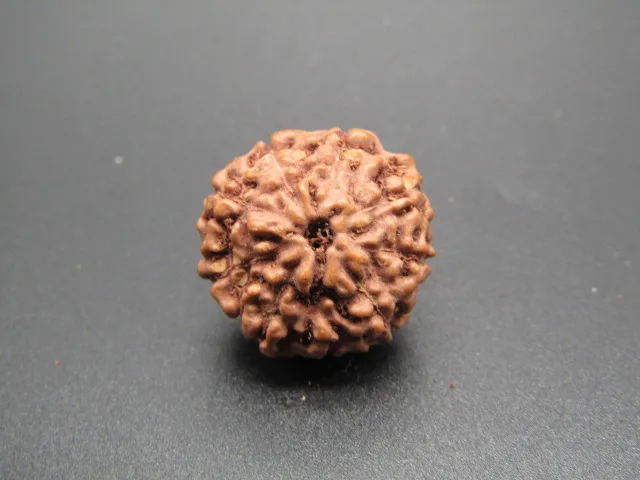 9 Mukhi Rudraksha