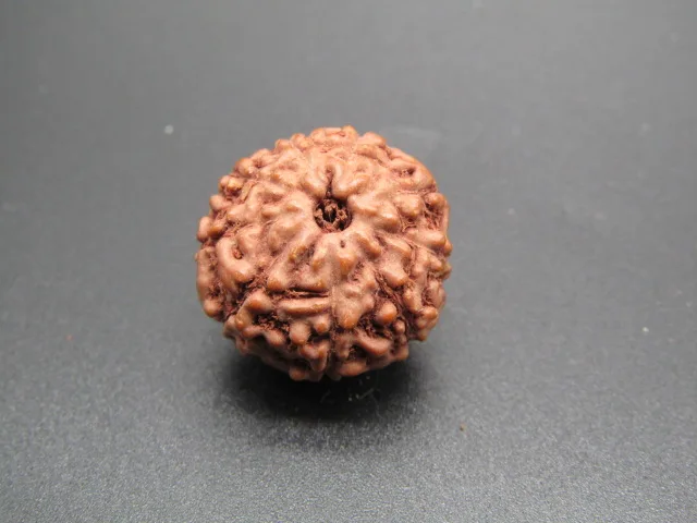 9 Mukhi Rudraksha