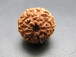 9 Mukhi Rudraksha