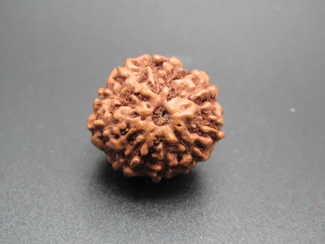 9 Mukhi Rudraksha