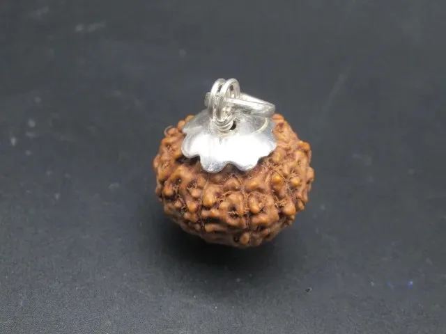 9 Mukhi Rudraksha