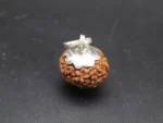 9 Mukhi Rudraksha