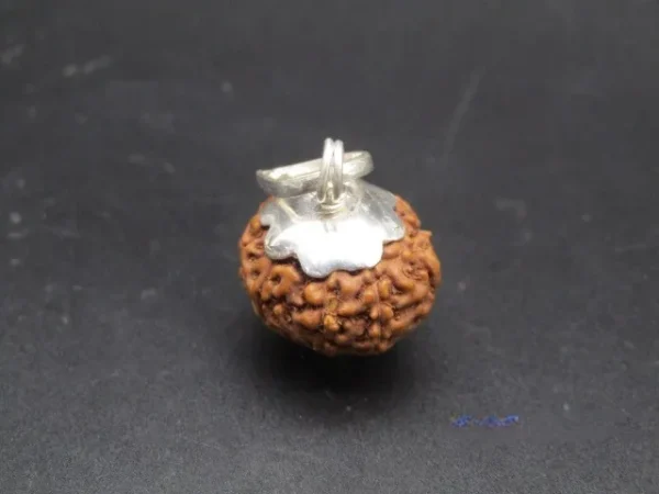 9 Mukhi Rudraksha