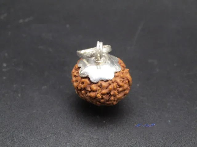 9 Mukhi Rudraksha