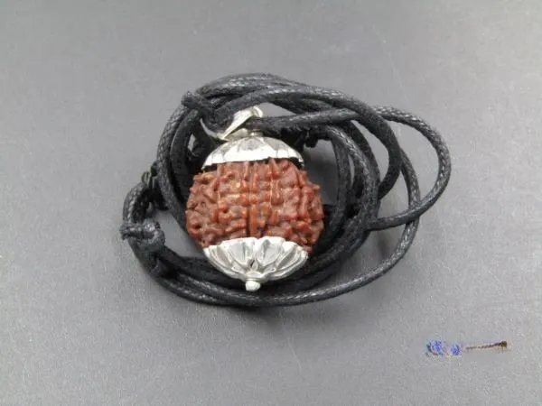 9 Mukhi Rudraksha