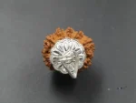 9 Mukhi Rudraksha