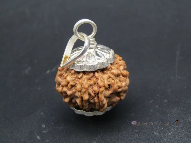 9 Mukhi Rudraksha