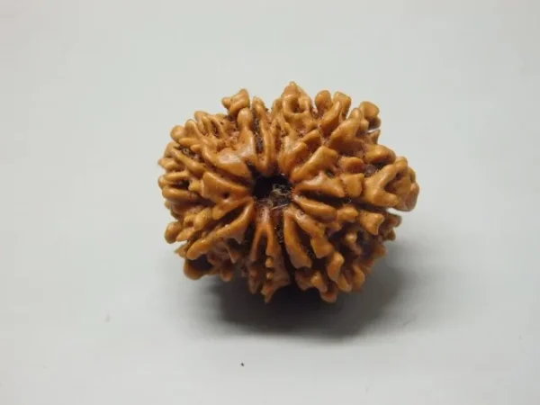 9 Mukhi Rudraksha