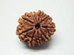 9 Mukhi Rudraksha