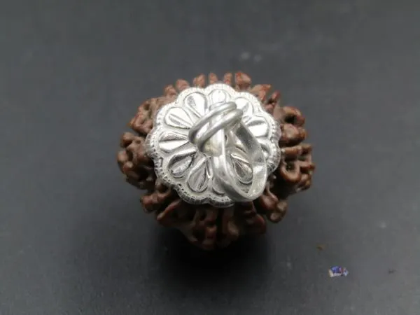 9 Mukhi lab Rudraksha