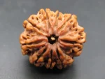 9 Mukhi Rudraksha