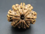 9 Mukhi Rudraksha