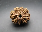 9 Mukhi Rudraksha