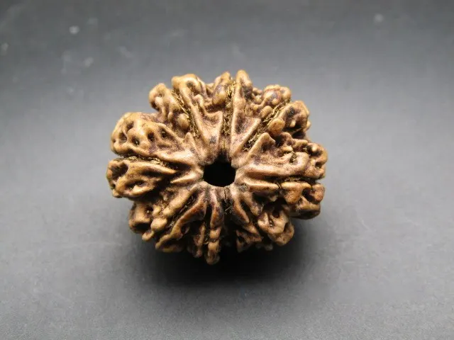 9 Mukhi Rudraksha